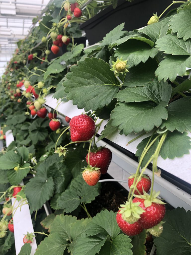 Erdbeeren im Dachgewächshaus Altmarktgarten